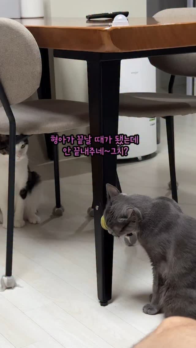 miru_yeoul 게시물 이미지: 미루 캣닙 안 뺏고 기다리길래 여울이 철든 줄~~?
여울이가 미루 괴롭히면 아빠가...