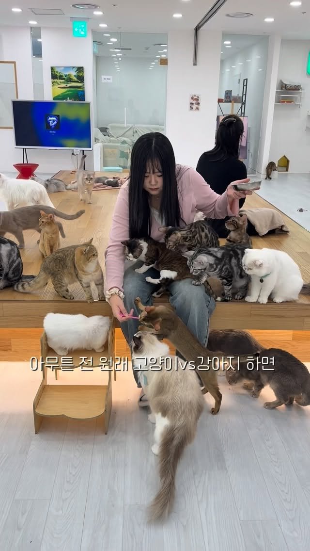 miso109kgg 게시물 이미지: 5천원으로 고양이 대장 되는 법

고양이 카페 정보 @catple_llsan