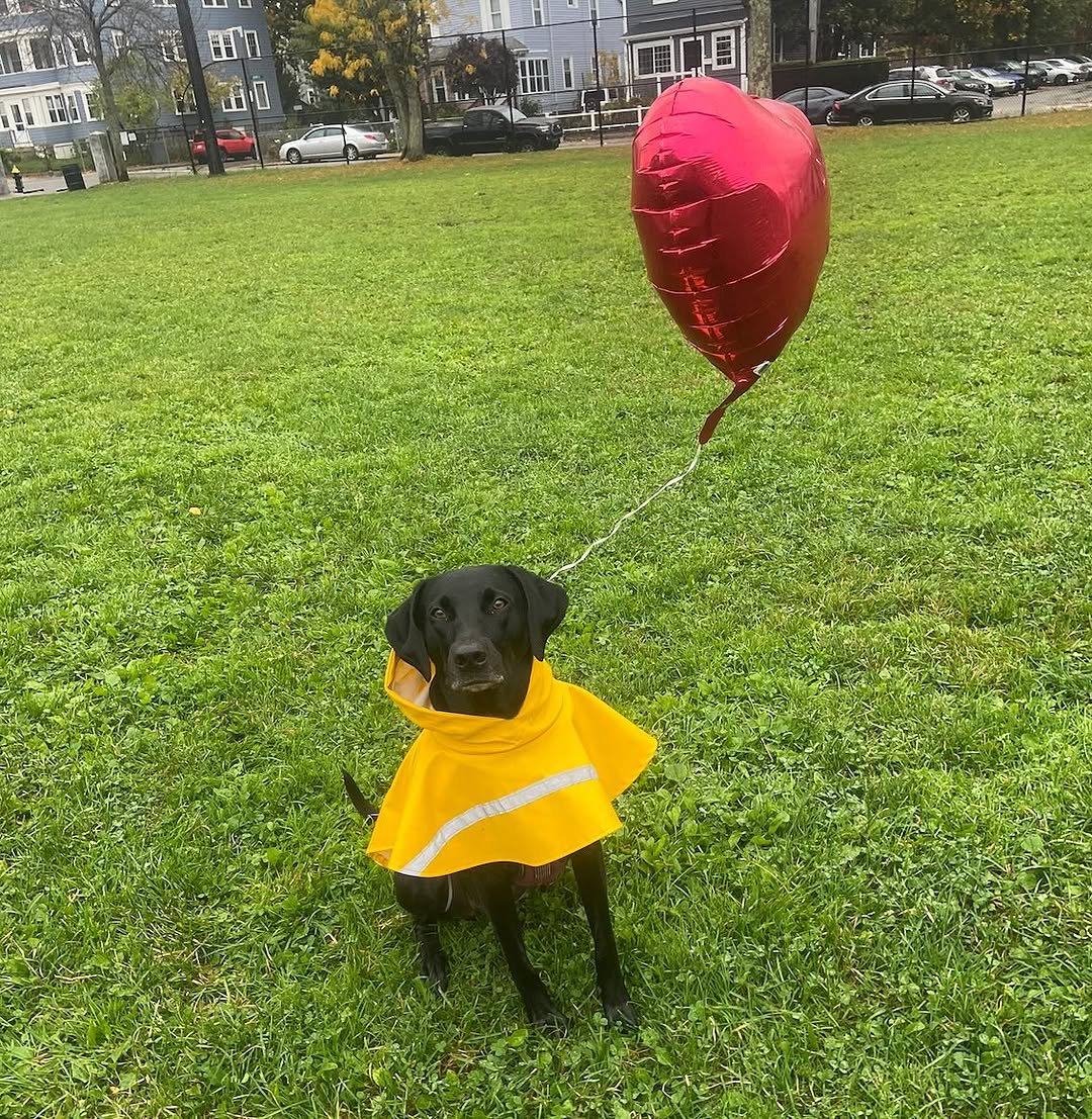 Photo by MIT on October 31, 2025. May be an image of collie, balloon, raincoat and text.