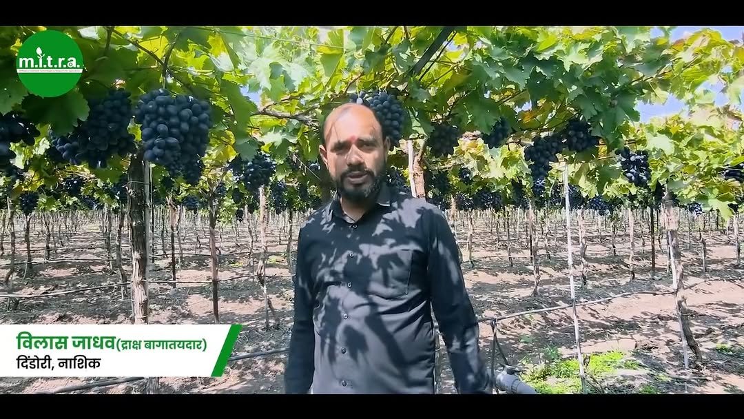 mitrasprayer 게시물 이미지: 👨‍🌾 समाधानी शेतकरी – यशस्वी फवारणीचा...