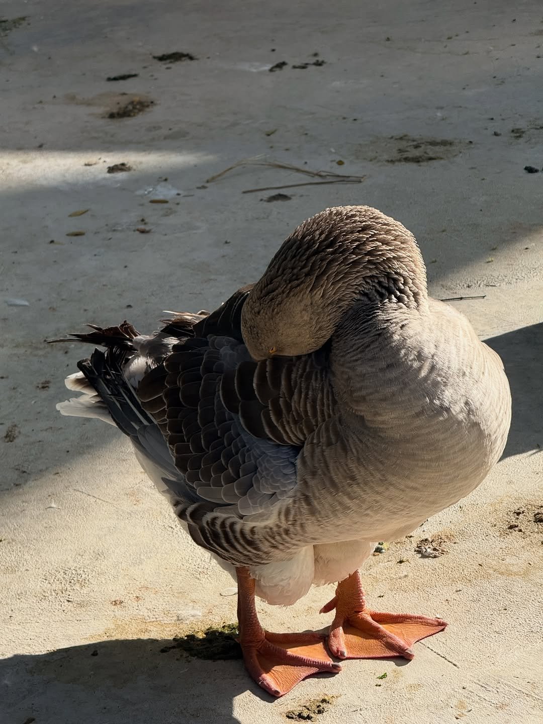 Photo by Mixxiw on December 06, 2025. May be an image of goose, duck, mallard and text.