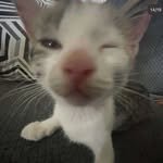 grunggojimo 프로필 사진