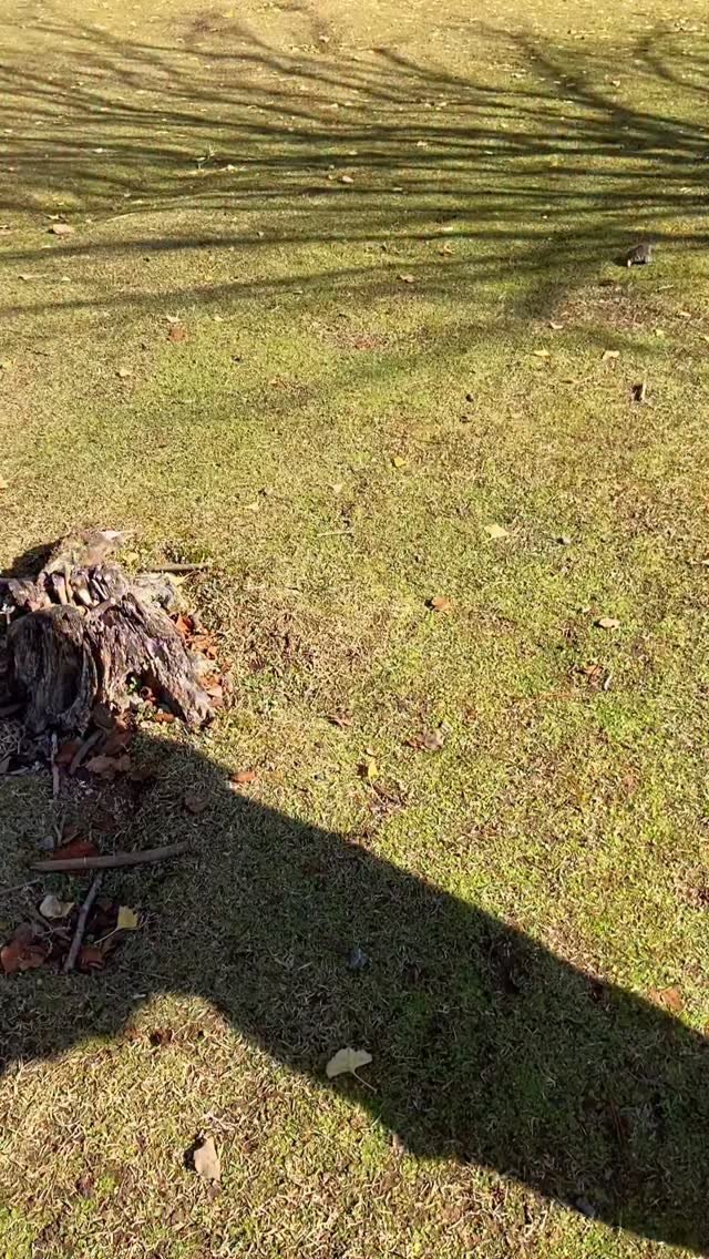 mmukkoo 게시물 이미지: (실시간) 지금 오사카 근교 나라에서 볼 수 있는 풍경?

아직 오사카, 나라,...