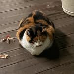 jo_in_wol99 프로필 사진