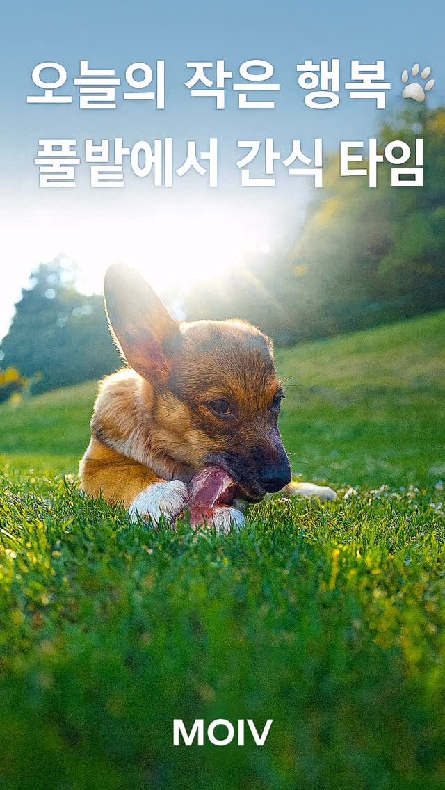 moiv_moiv 게시물 이미지: 🐶 오늘 하루도 고생한 나에게 주는 작은 선물 🐾
햇살 가득한 풀밭 위에서
간식 한...