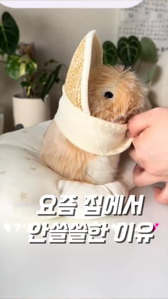 momo.__.home 게시물 이미지: @@얘 사죠🥺

일본에서 난리 난 교감형 AI 기니피그! ✨

처음엔 그냥 귀여운...