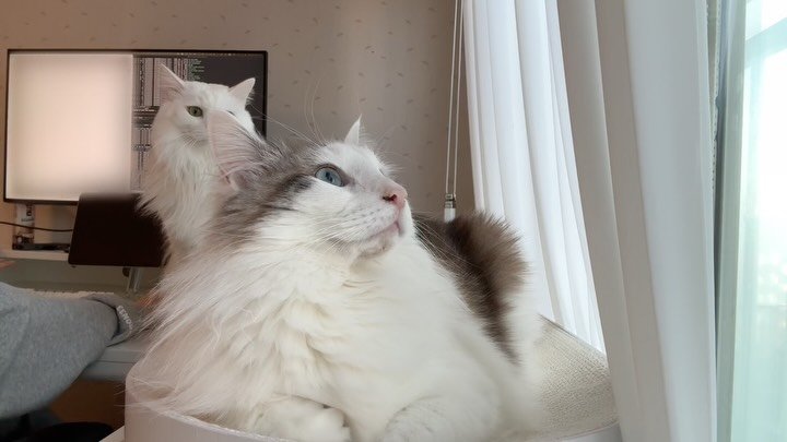 mongsom2 게시물 이미지: 집사는 뒤에서 열심히 일하고 고양이들은 흘러가는 구름보고 날아가는 새...