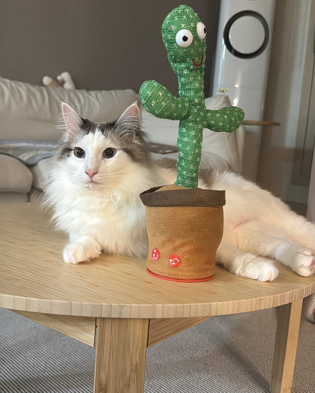 Photo by 김몽솜 on July 01, 2025. May be an image of ragdoll cat, kitten, house plant, cactus and text.