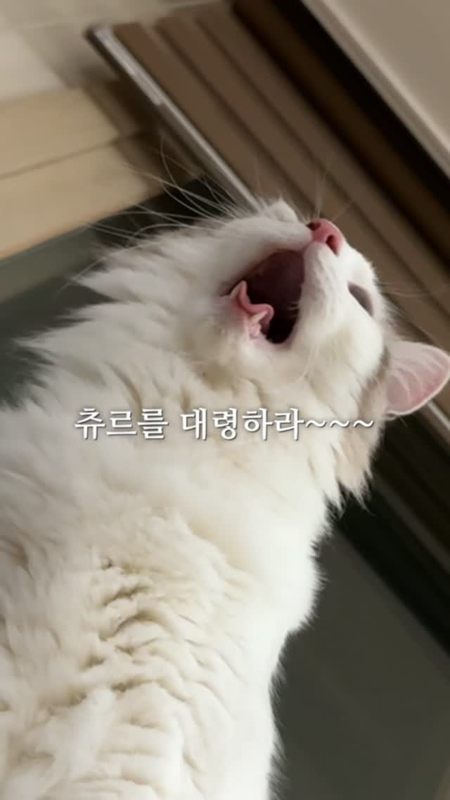 mongsom2 게시물 이미지: 우리 집 심바몽 아주아주 귀엽고 무서운 맹수🤭

#야옹 #반려묘 #고양이일상 #고양이집사