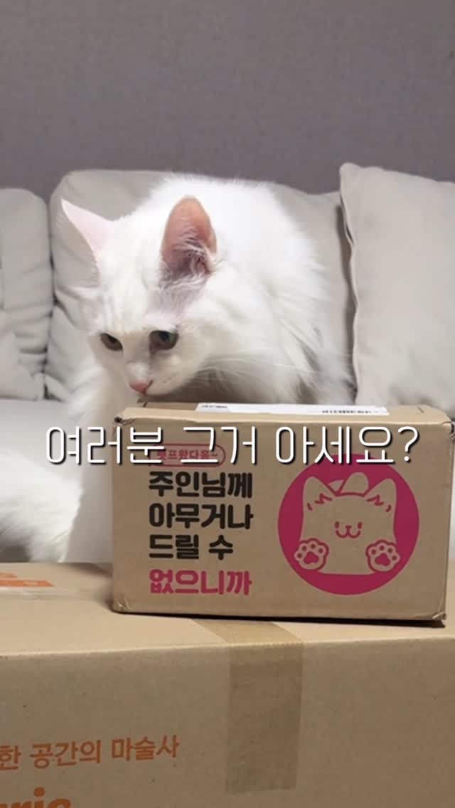 mongsom2 게시물 이미지: 반려동물 1등 플랫폼 펫프렌즈에서 몽솜이 취향 저격 템들이 딱 3일만 진행되는 한정...