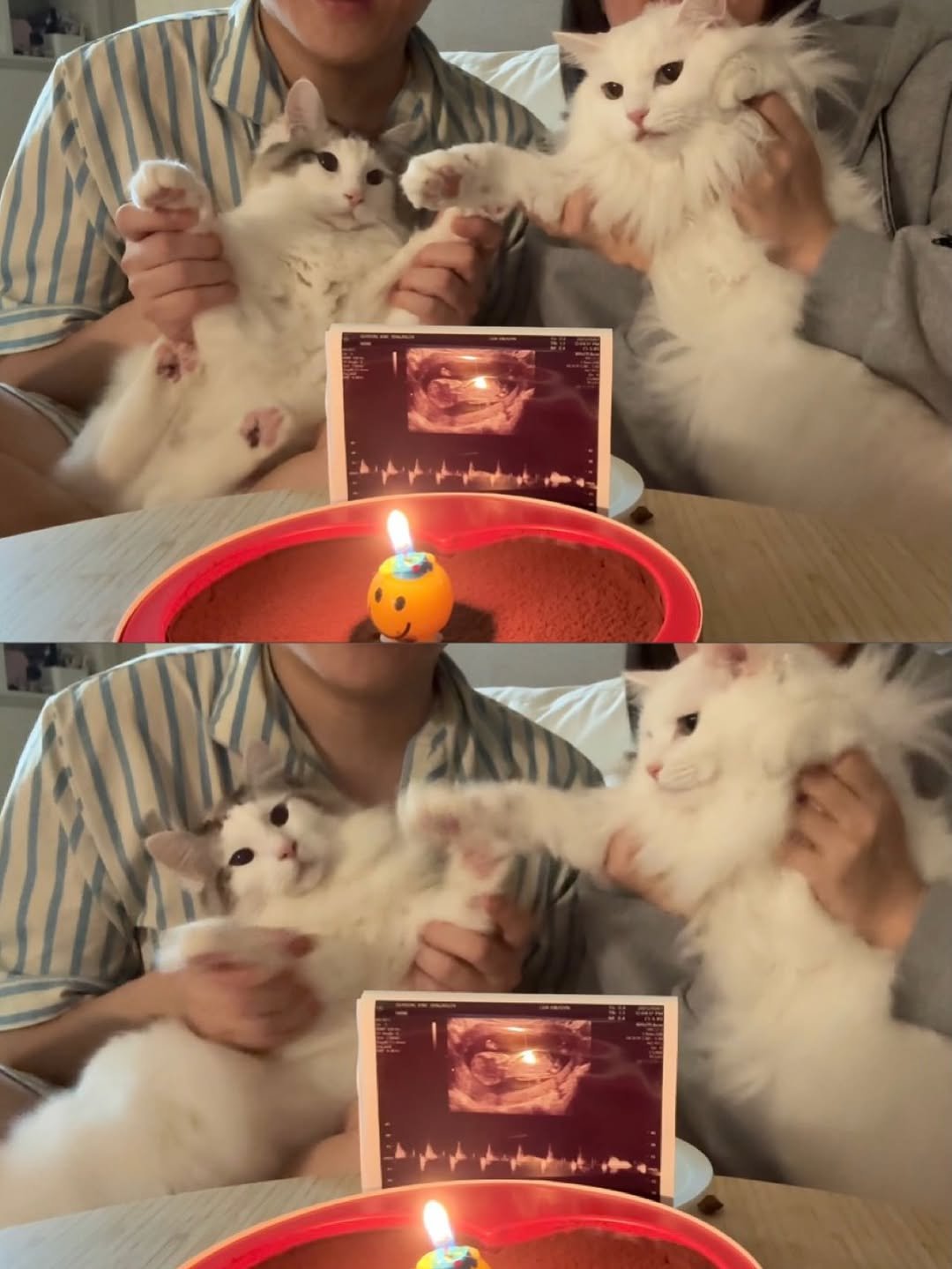 Photo by 김몽솜 on December 31, 2025. May be an image of ragdoll cat, kitten, Persian cat, candle and text.