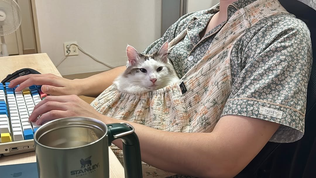 Photo by 김몽솜 on September 07, 2025. May be an image of 1 person, ragdoll cat, kitten, computer keyboard, crossword puzzle and text that says 'DOSSY'.