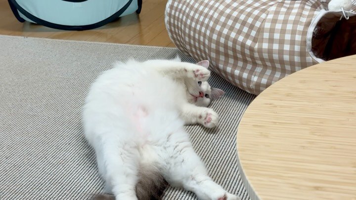 mongsom2 게시물 이미지: 고양이와 곰돌이 그 사이 어딘가의 귀염둥이