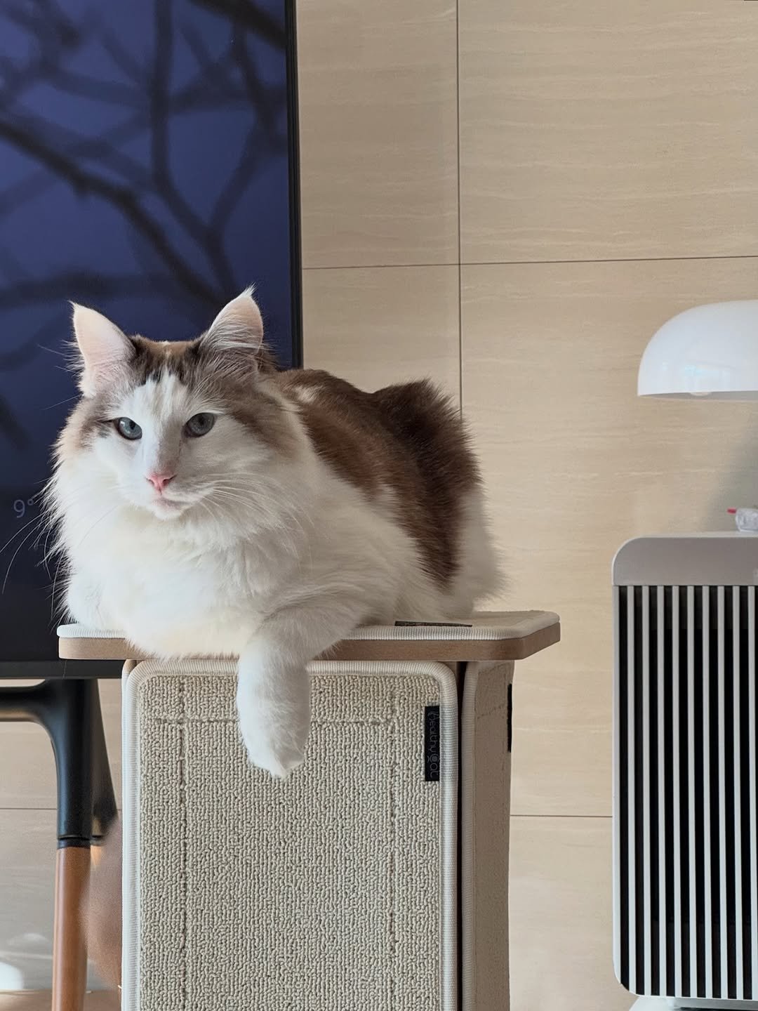 Photo by 김몽솜 on November 27, 2025. May be an image of ragdoll cat, kitten and text.