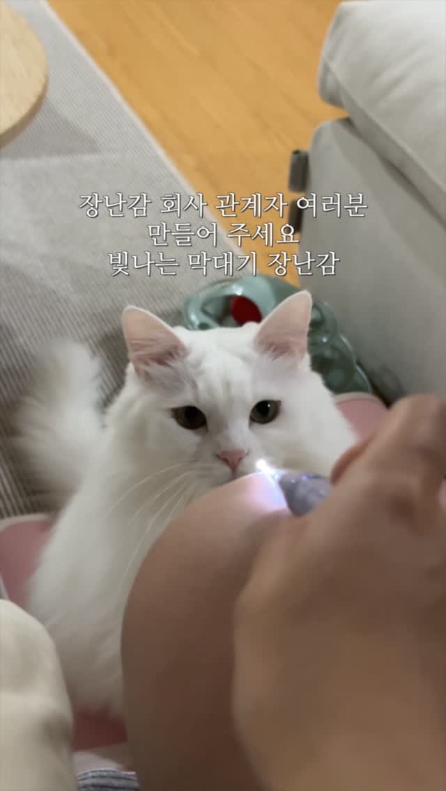 mongsom2 게시물 이미지: 빛나는 귀이개 닮은 장난감 만들어주실분 어디 없나요...

#고양이 #고양이일상 #고양이장난감
