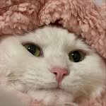 mongsom2 인스타그램 프로필 사진