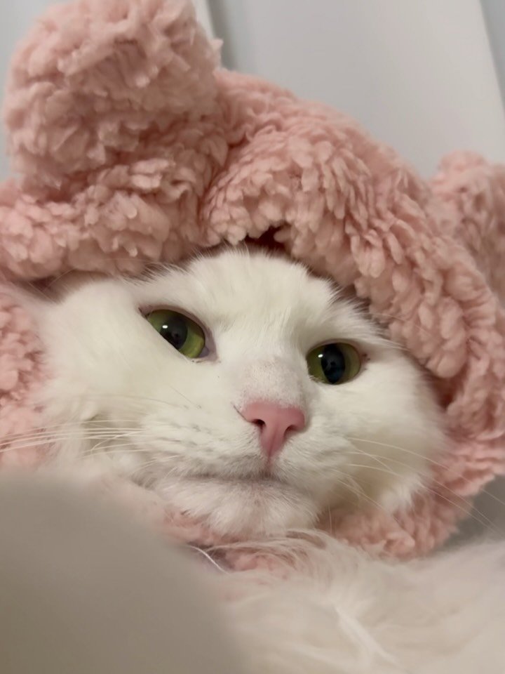 mongsom2 게시물 이미지: 상단히 언짢지만 눈만 데굴데굴 굴리는 녀석... 상당히 귀여워🥹

#고양이...