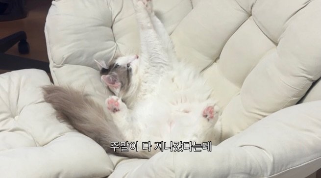 Photo by 김몽솜 on February 22, 2026. May be an image of ragdoll cat and text that says '주말이 다 지나갔다는데'.