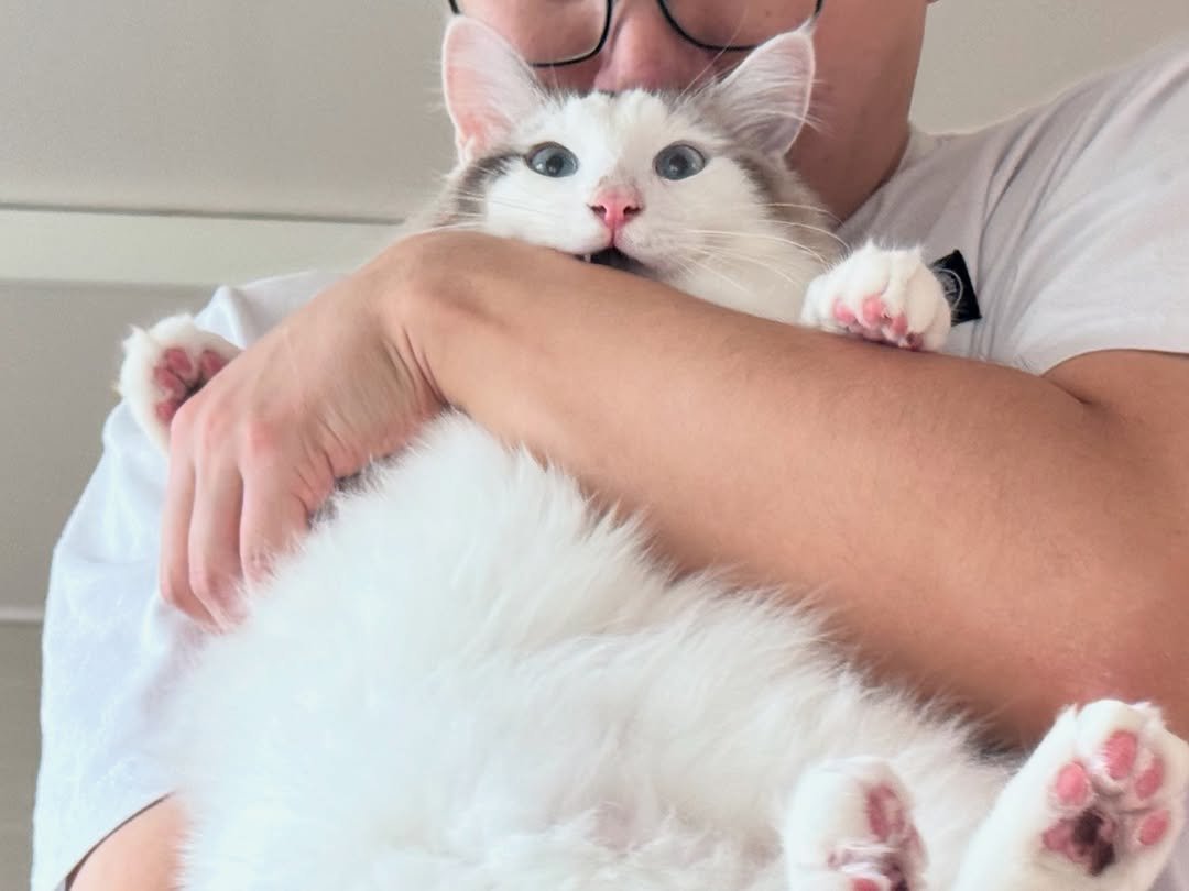 Photo by 김몽솜 on August 20, 2025. May be an image of ragdoll cat, kitten and text.