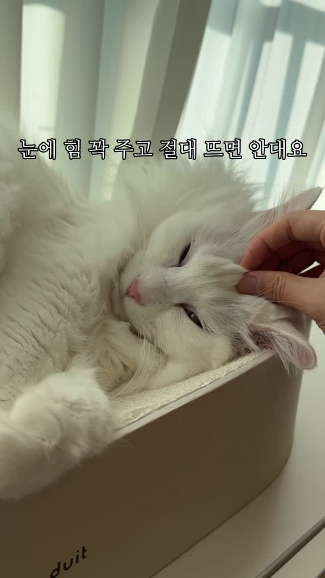 mongsom2 게시물 이미지: 집사랑 눈 마주치면 뽀뽀 백 번 각이다... 눈에 힘 깍 주고 버티는거닥
나는 할...