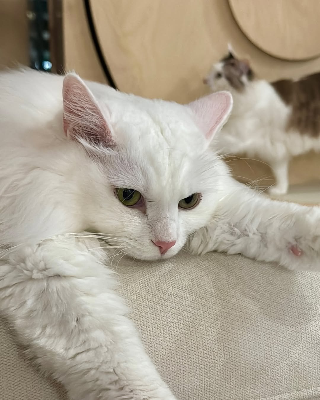 Photo by 김몽솜 on July 29, 2025. May be an image of ragdoll cat, Persian cat, kitten and text.