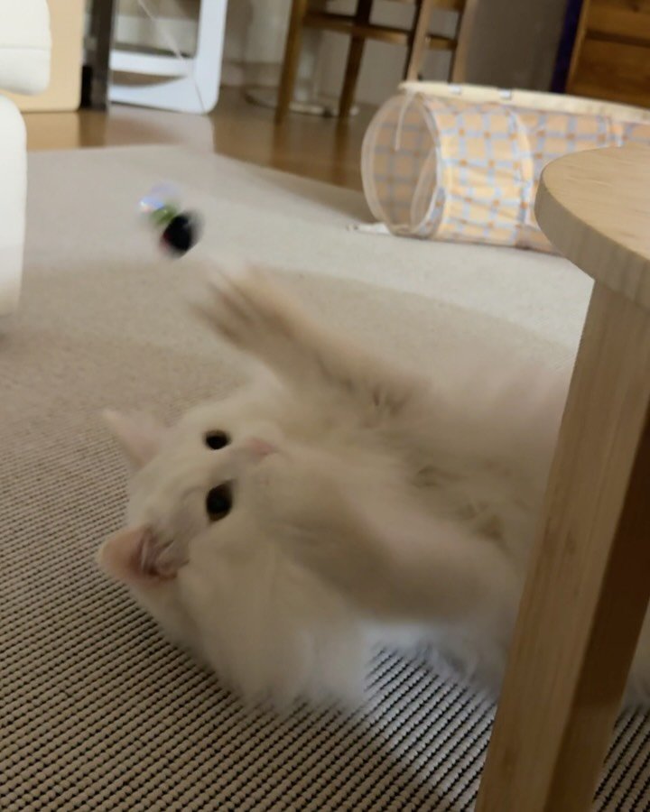 mongsom2 게시물 이미지: 잘 먹였더니 한여름에 털이 빵빵하게 쪄버렸다.... 
덕분에 한껏 귀여워졌지만 아주...