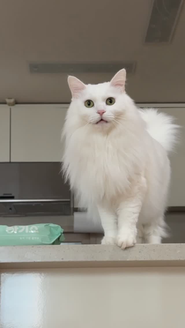 mongsom2 게시물 이미지: 어이 김찡찡이 이제 사람 말을 배워서 말할 때가 되었다

#수다냥 #고양이 #고양이일상