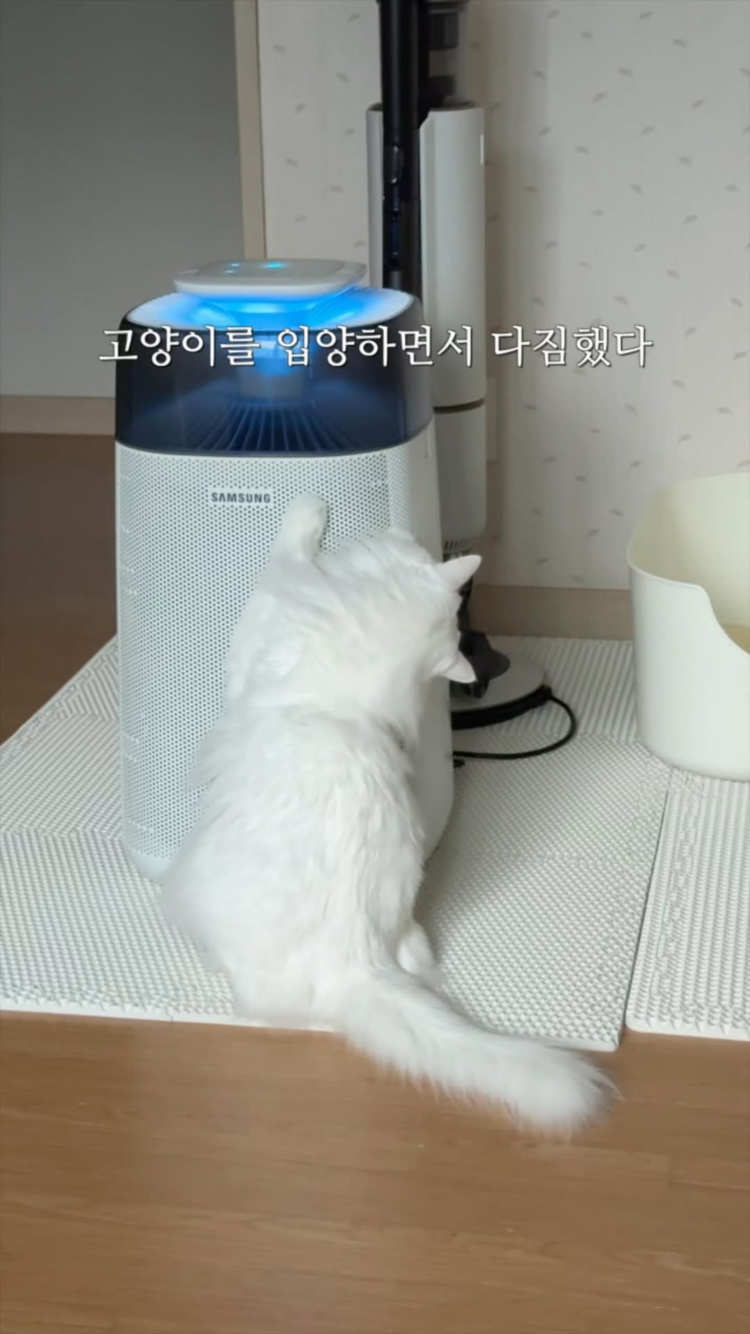 mongsom2 게시물 이미지: 난 분명 귀하게 키우려했는데 너네가 싫다한거다

#고양이일상 #고양이집사 #반려묘