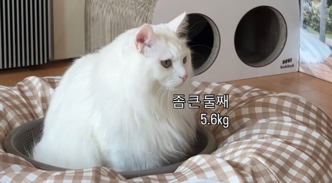 Photo by 김몽솜 on January 31, 2026. May be an image of kitten and Persian cat.