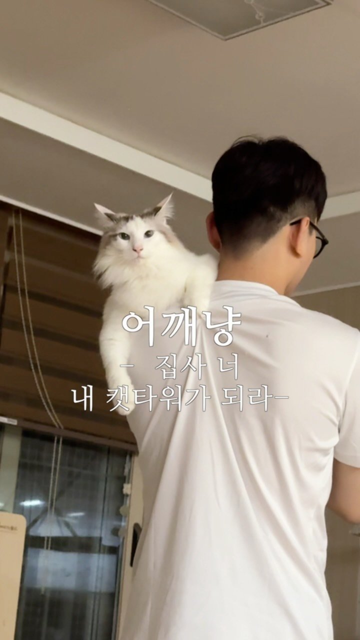 mongsom2 게시물 이미지: 저희는 캣타워의 삶도 살고 있습니다... 몽이의 이동식 캣타워🥹

#고양이...