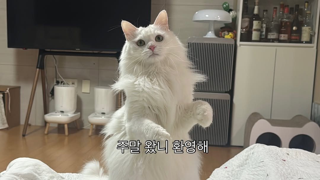Photo by 김몽솜 on January 30, 2026. May be an image of ragdoll cat, kitten, Persian cat and text that says 'Detn 주말 왔니 환영해'.