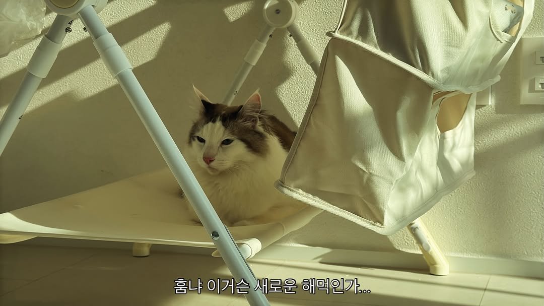 mongsom2 게시물 이미지: 아기집사의 등장에 고양이도 집사도 적응을 못 했는데 새집 적응까지 해야한다니 냥생도...