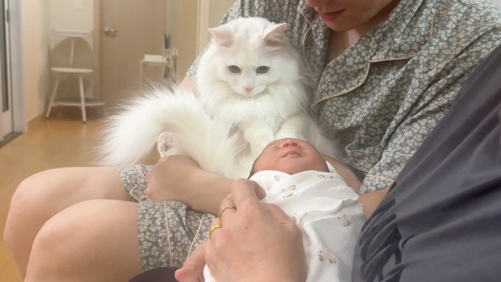 mongsom2 게시물 이미지: 갑작스러운 아가집사 등장과 이사 준비로 혼돈이지만 즐거운 순간이 제법...