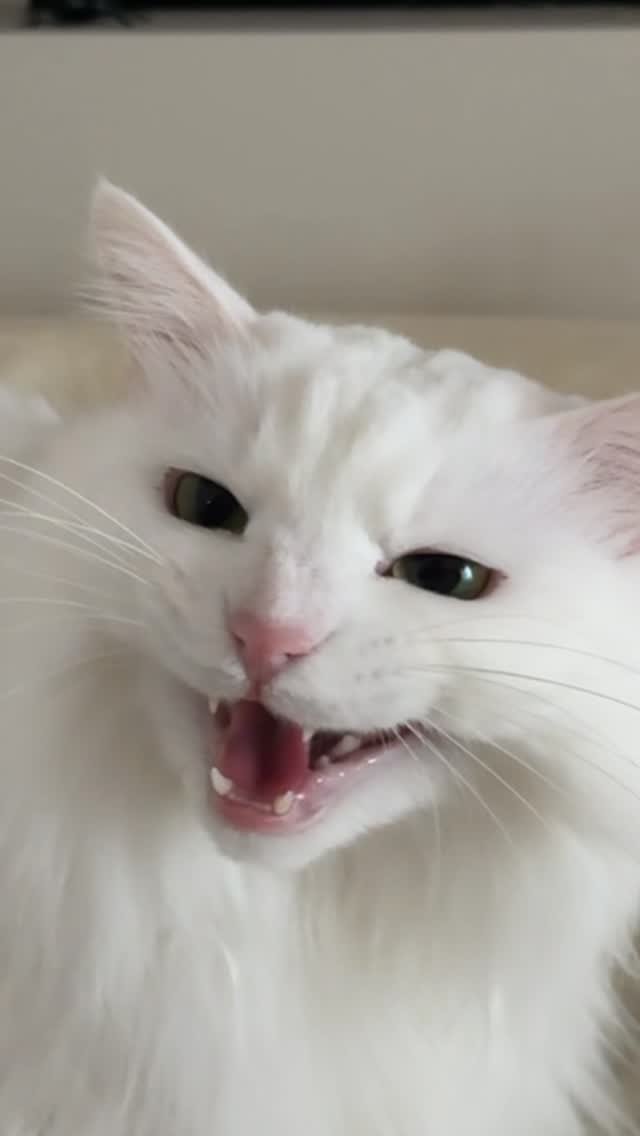 mongsom2 게시물 이미지: 아침마다 말도 많고 짜증도 많은 우리집 곤듀님😌 발 밑에서 자다가 발에 치여서 화가...