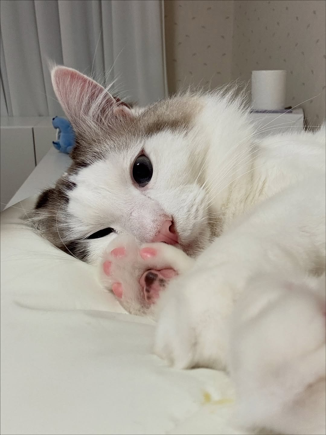 Photo by 김몽솜 on November 09, 2025. May be an image of sleeping, ragdoll cat, kitten, tortoiseshell cat and text.