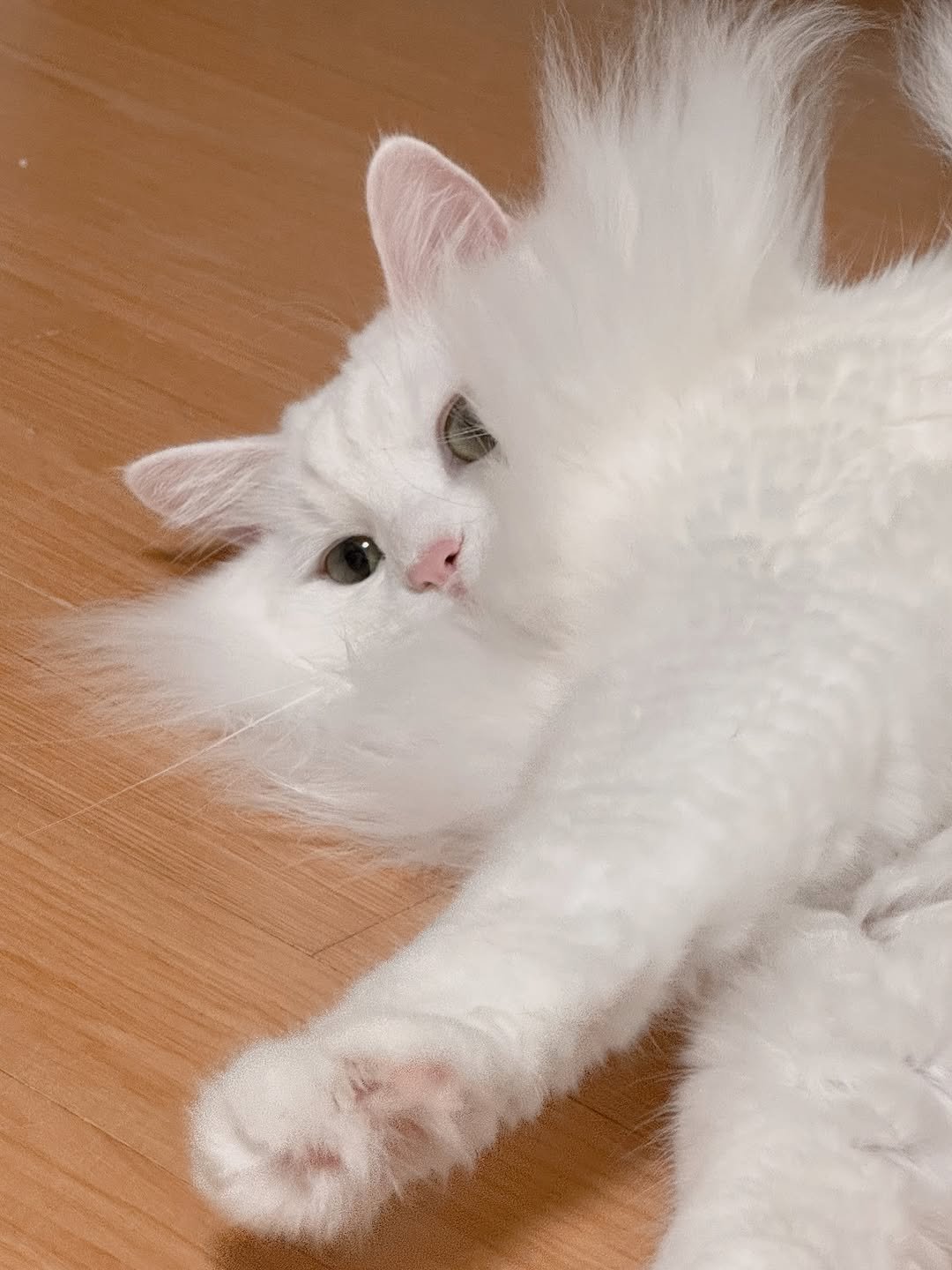 Photo by 김몽솜 on August 23, 2025. May be an image of ragdoll cat, kitten, Persian cat, fur and text.