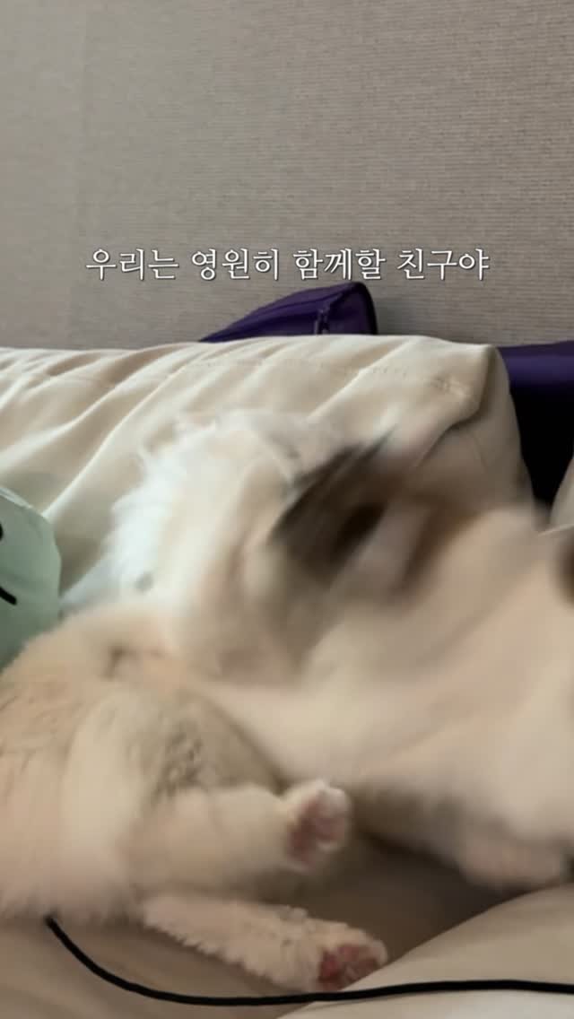 mongsom2 게시물 이미지: 아마도 베프... 쨋든 오래오래 함께하자

#고양이 #고양이일상 #반려묘 #다묘가정