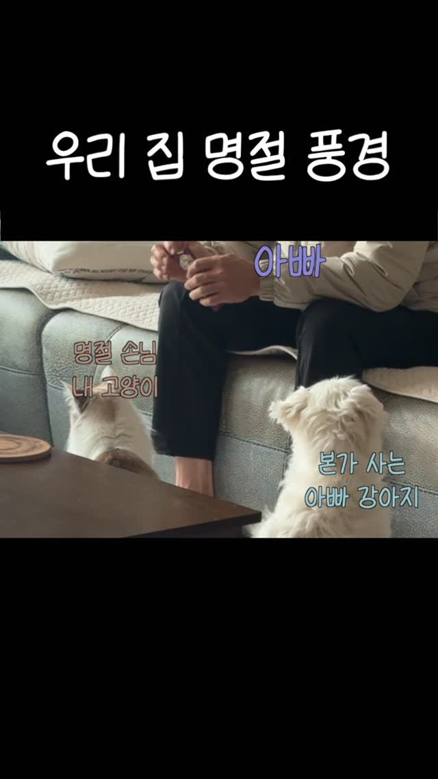 mongsom2 게시물 이미지: 김몽 너 아주 자연스러웠어 
모르는 사람이 보면 너 완전 아빠가 키우는 고양인 줄...