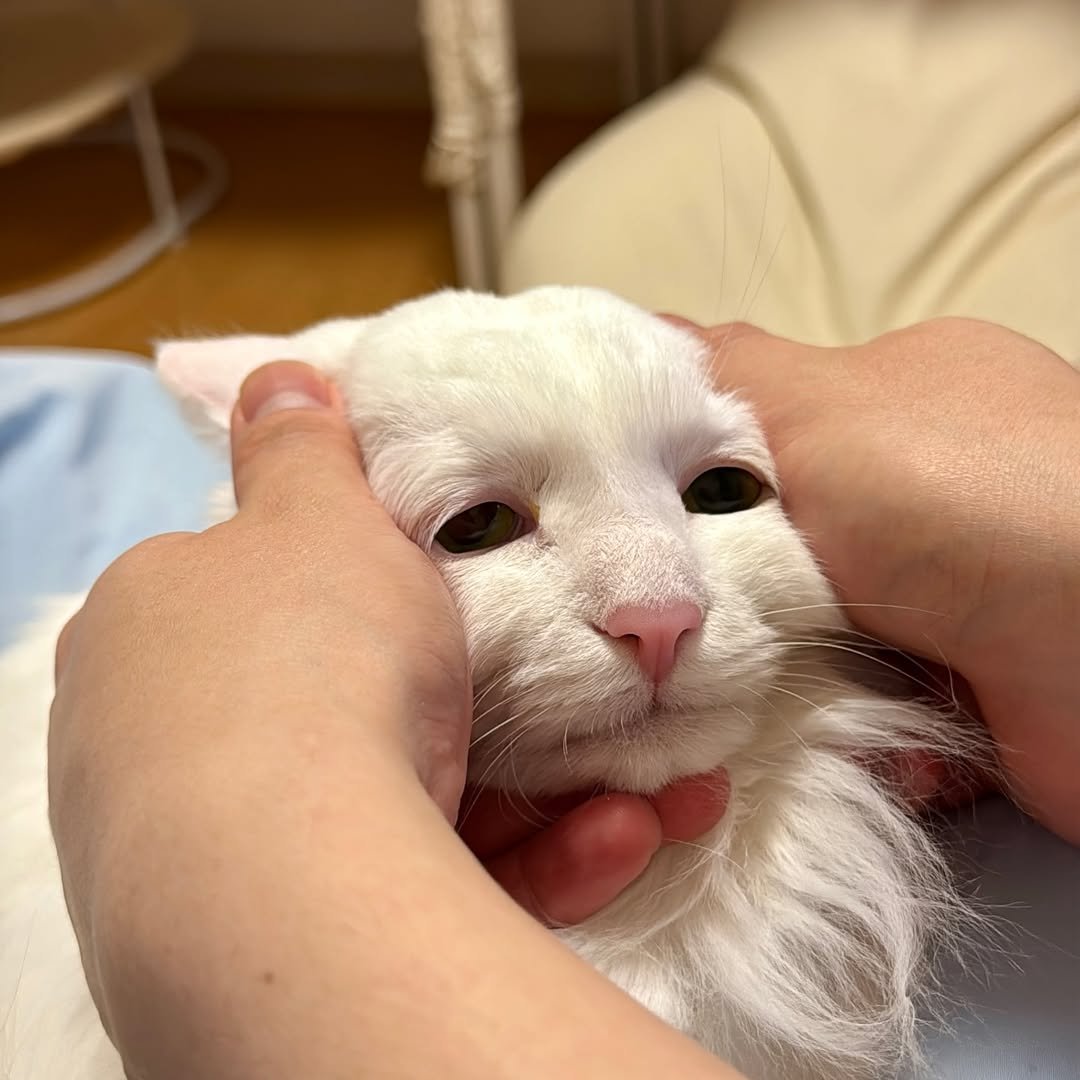 Photo by 김몽솜 on March 11, 2026. May be an image of ragdoll cat, kitten, Abyssinian cat and text.