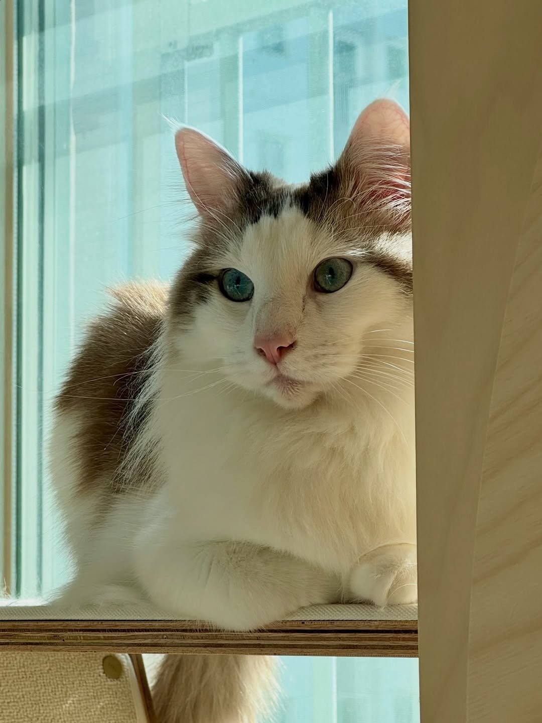 Photo by 김몽솜 on March 04, 2026. May be an image of ragdoll cat, kitten, tortoiseshell cat, curtains and text.