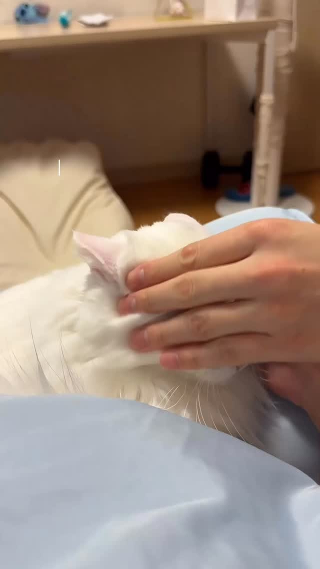 mongsom2 게시물 이미지: 복슬복슬 촉감 미쳐버린 말랑이를 소개합니다

#고양이 #고양이일상 #말랑이