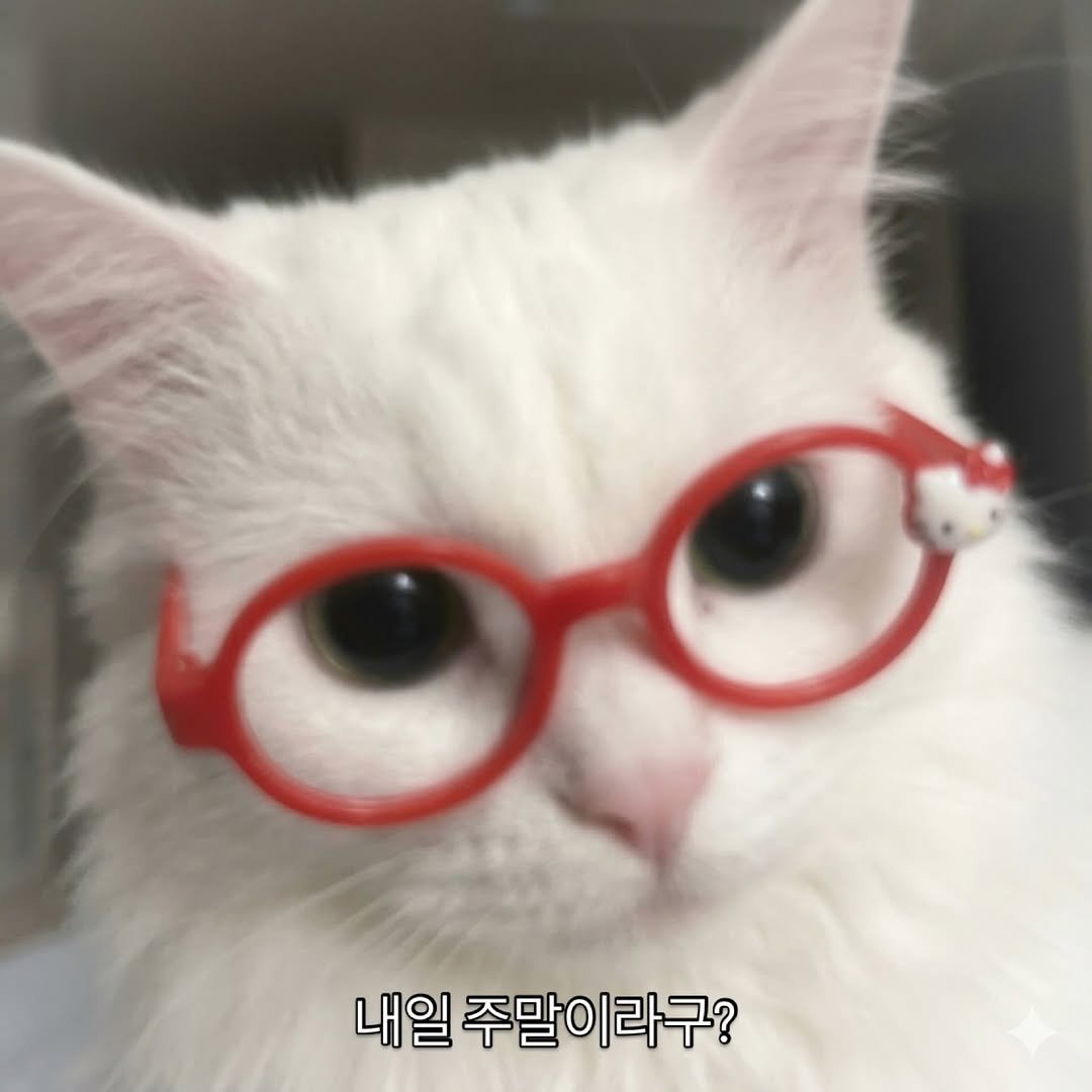 Photo by 김몽솜 on March 12, 2026. May be an image of ragdoll cat, kitten, eyeglasses and text that says '내일 주말이라구?'.