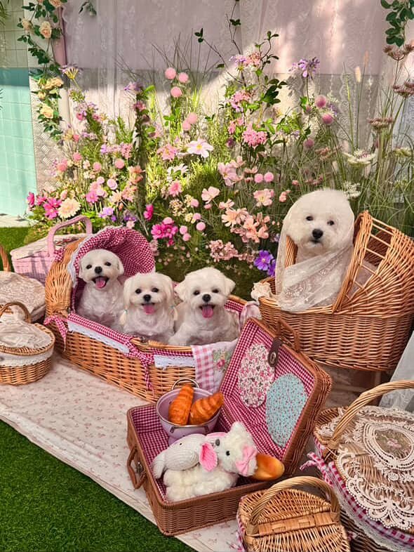 Photo shared by 멍키즈가든 / 예약제 / 단독 대관 / 독채&마당 on September 28, 2025 tagging @woodong_fm, @lovely_boknam, and @bichon_riinii. May be an image of Maltese, Pekinese, basket and text.