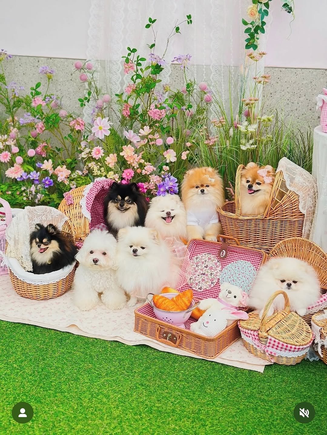 Photo shared by 멍키즈가든 / 예약제 / 단독 대관 / 독채&마당 on September 20, 2025 tagging @chuandkkobi, @french_fries_set, @sherry_ange._.pom, and @springtime.summer_pom. May be an image of Pekinese and text.