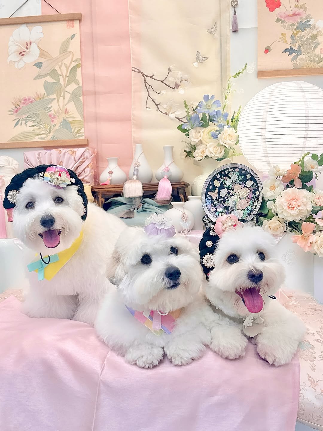 Photo shared by 멍키즈가든 / 예약제 / 단독 대관 / 독채&마당 on September 13, 2025 tagging @bbukku_coton. May be an image of Maltese, Bedlington terrier and text.