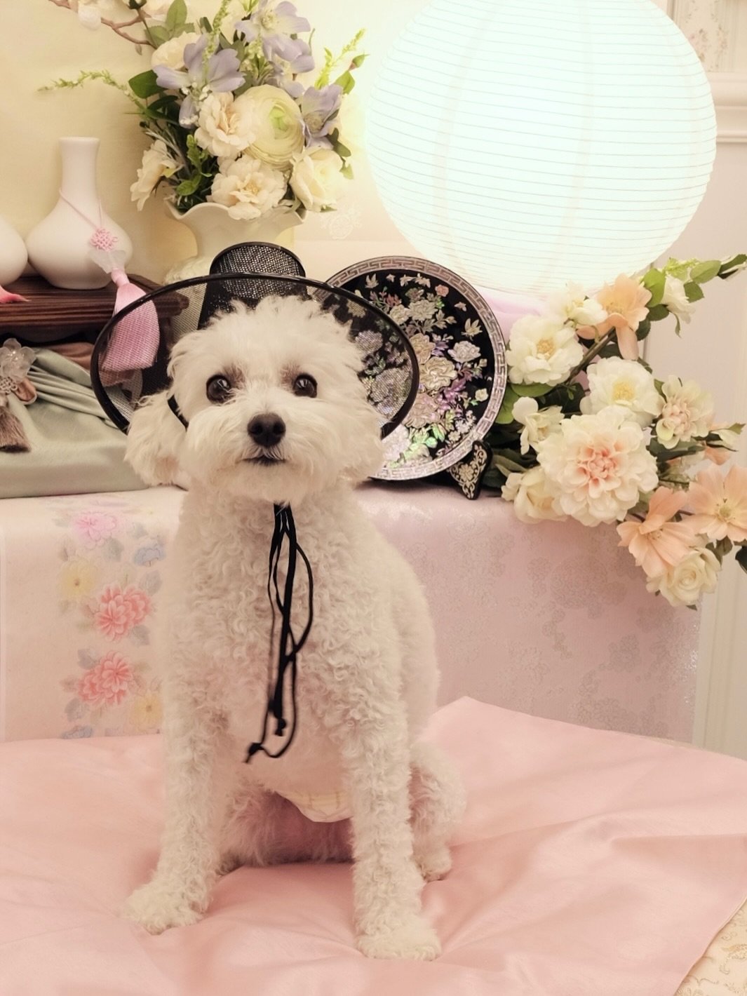 Photo shared by 멍키즈가든 / 예약제 / 단독 대관 / 독채&마당 on October 02, 2025 tagging @fndl921. May be an image of Maltese, Bedlington terrier and text.