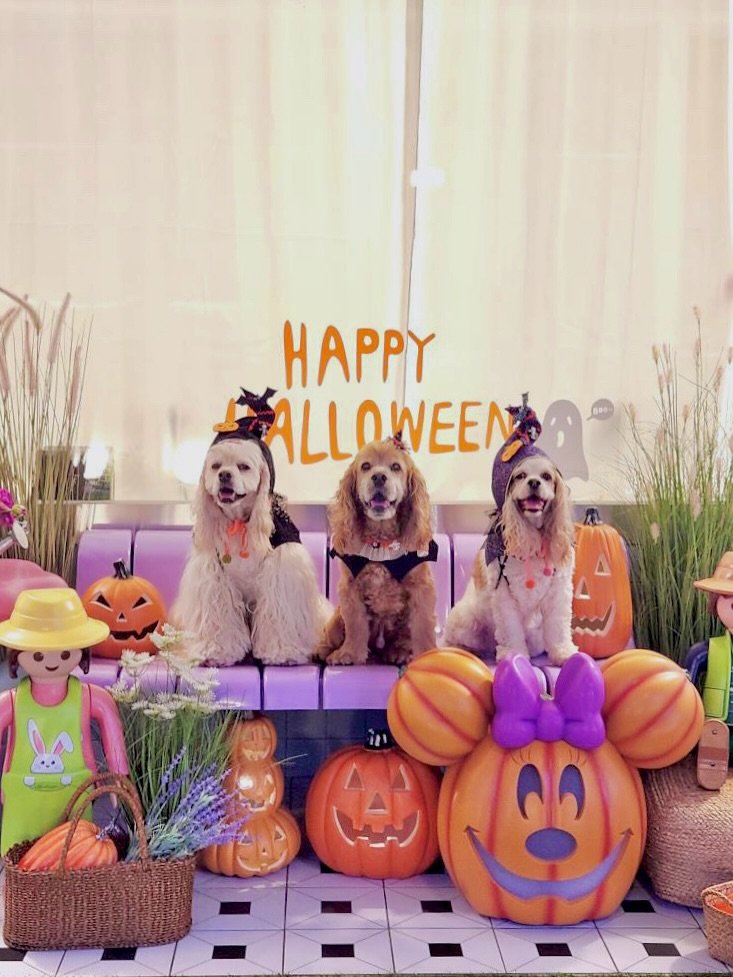 Photo shared by 멍키즈가든 / 예약제 / 단독 대관 / 독채&마당 on October 03, 2025 tagging @gaddolddol. May be an image of cocker spaniel, Norwich terrier, pumpkin and text that says 'HAPPY ALLOWEEN ALL LOWEEN e ರ'.