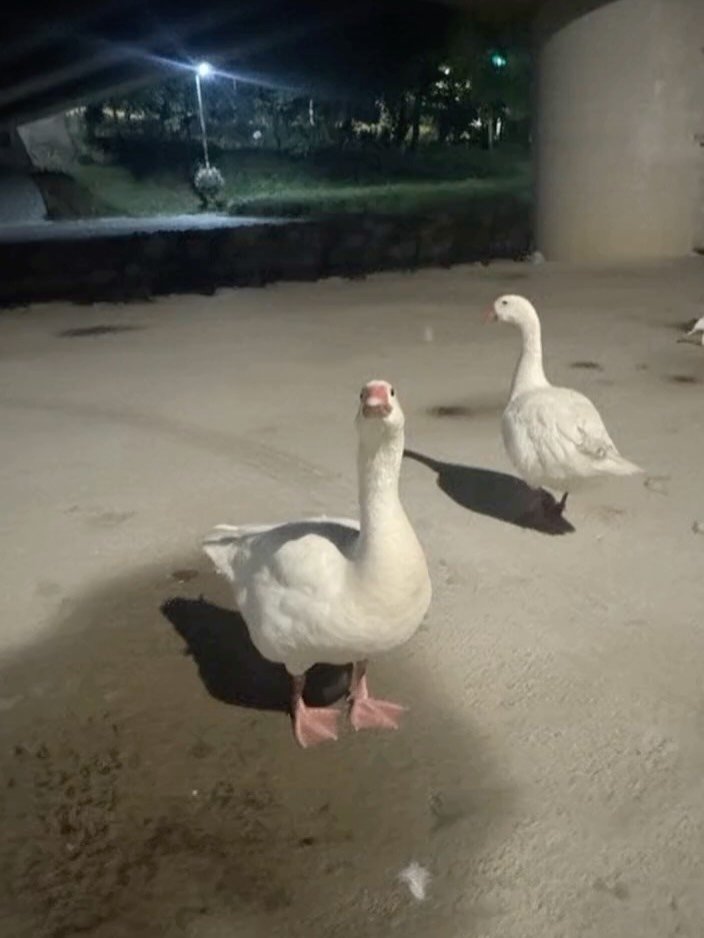 moogiii__ 게시물 이미지: 요즘 이런거 만드는데 재미붙임.
그런데 막상 각잡고 만들어보려니까 
평소에는 하루...