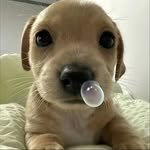 1.3.mouse 프로필 사진