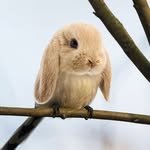 1.3.mouse 프로필 사진